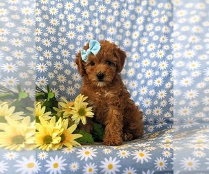 Cock-A-Poo Puppy for sale in QUARRYVILLE, PA, USA