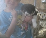 Small #2 Border Collie