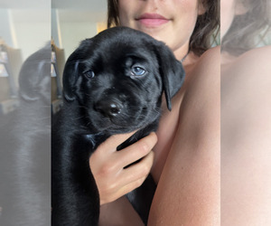 Labrador Retriever Puppy for sale in LA COSTA, CA, USA