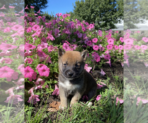 Shiba Inu Puppy for sale in SULLIVAN, IL, USA
