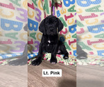 Puppy Light Pink Great Dane