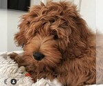 Small Photo #2 Goldendoodle-Poodle (Standard) Mix Puppy For Sale in BALDWIN HILLS, CA, USA