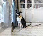 Small #1 Great Dane-Labrador Retriever Mix