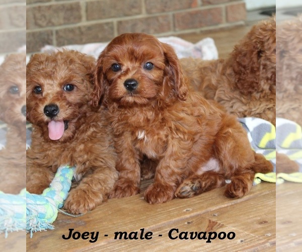 Medium Photo #4 Cavapoo Puppy For Sale in CLARKRANGE, TN, USA