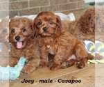 Small #3 Cavapoo