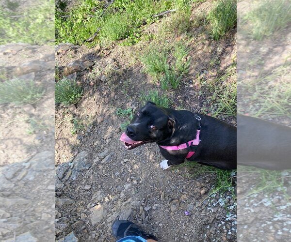 Medium Photo #1 American Pit Bull Terrier-Labrador Retriever Mix Puppy For Sale in Dana Point, CA, USA