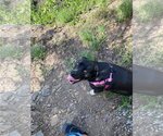 Small American Pit Bull Terrier-Labrador Retriever Mix