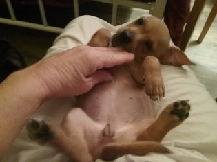 Chiweenie Puppy for sale in WILLIS, TX, USA