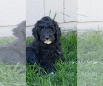 Small Photo #7 Bordoodle Puppy For Sale in CALDWELL, ID, USA
