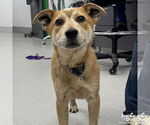 Small #3 Red Heeler Mix