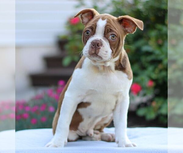 Medium Photo #1 Boston Terrier Puppy For Sale in MYERSTOWN, PA, USA