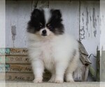 Small Photo #6 Pomeranian Puppy For Sale in FREDERICKSBG, OH, USA