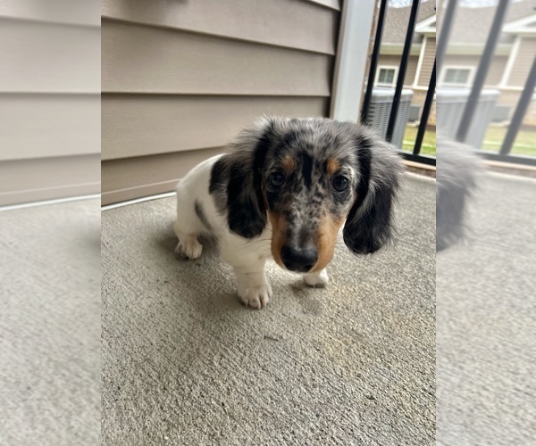 Medium Photo #6 Dachshund Puppy For Sale in STAFFORD, VA, USA