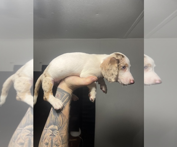 Medium Photo #7 Dachshund Puppy For Sale in ROCK HILL, SC, USA
