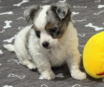 Puppy Female Chihuahua