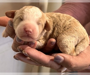 Miniature Bernedoodle Puppy for Sale in LONGMONT, Colorado USA