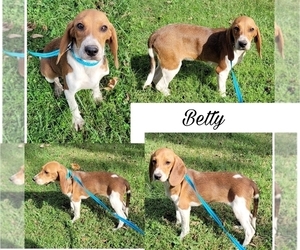 Beagle Puppy for sale in GOLDEN CITY, MO, USA