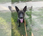 Small #4 German Shepherd Dog Mix