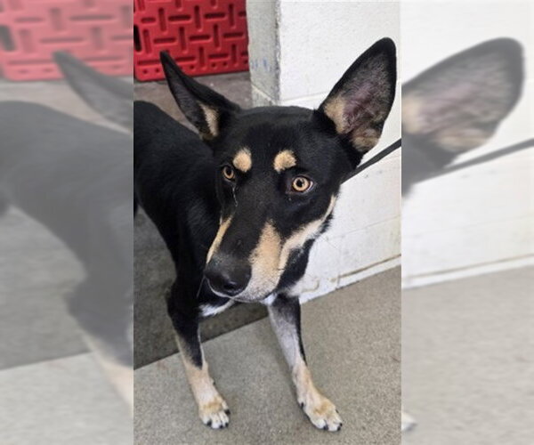 Medium Photo #1 German Shepherd Dog-Unknown Mix Puppy For Sale in San Bernardino, CA, USA