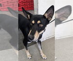 LEO - Male German Shepherd Dog-Unknown Mix Dog for Adoption - Small photo
