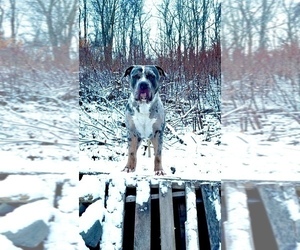 American Bully Puppy for sale in MONACA, PA, USA