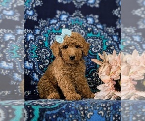 Goldendoodle (Miniature) Puppy for sale in KIRKWOOD, PA, USA