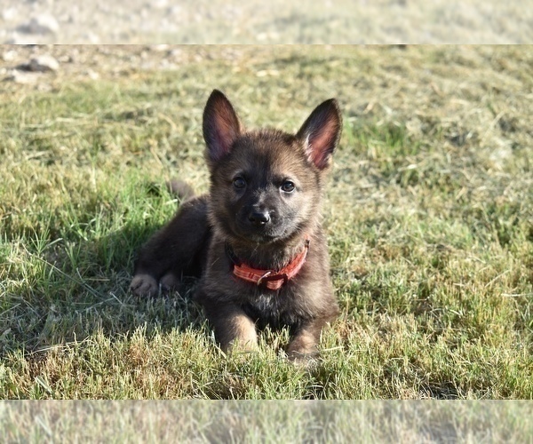 Medium Photo #2 German Shepherd Dog Puppy For Sale in ANNA, TX, USA