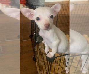 Chihuahua-Chug Mix Puppy for sale in UNION, SC, USA