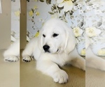 Small Photo #7 English Cream Golden Retriever Puppy For Sale in AMITY, AR, USA