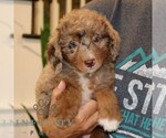 Small #2 Bernedoodle (Miniature)