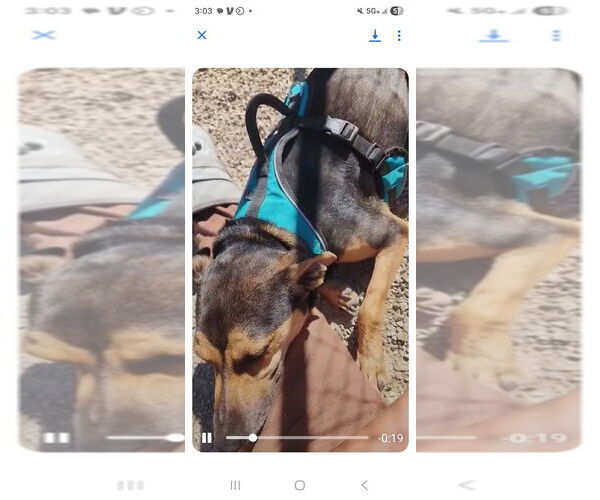 Medium Photo #4 Miniature Pinscher-Unknown Mix Puppy For Sale in Aurora, IN, USA