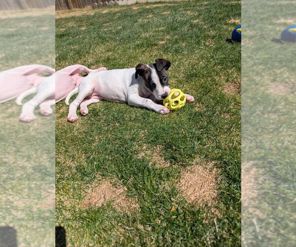 Medium Photo #5 Mutt Puppy For Sale in Lakewood, CO, USA