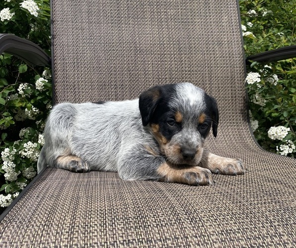Medium Photo #8 Australian Cattle Dog Puppy For Sale in RICHMOND, MI, USA