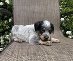 Small #7 Australian Cattle Dog