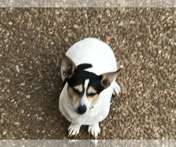 Medium Photo #2 Rat Terrier Puppy For Sale in FRANKLIN, TN, USA