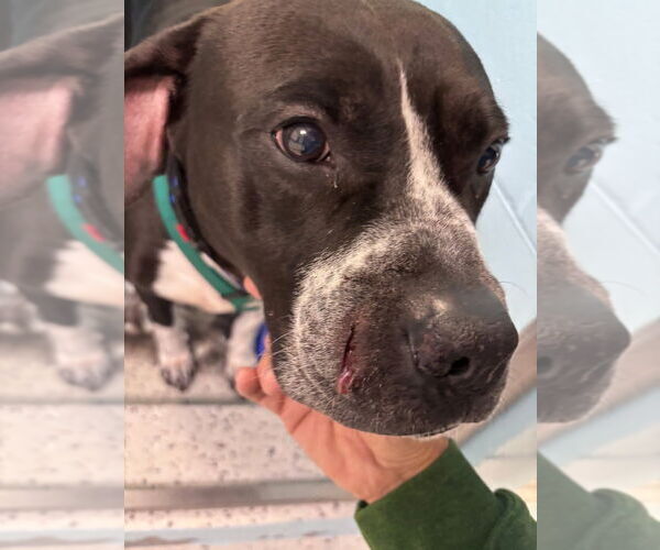 Medium Photo #7 American Staffordshire Terrier-Unknown Mix Puppy For Sale in Muskegon, MI, USA