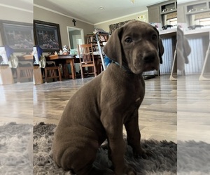Great Dane Puppy for Sale in AMARILLO, Texas USA