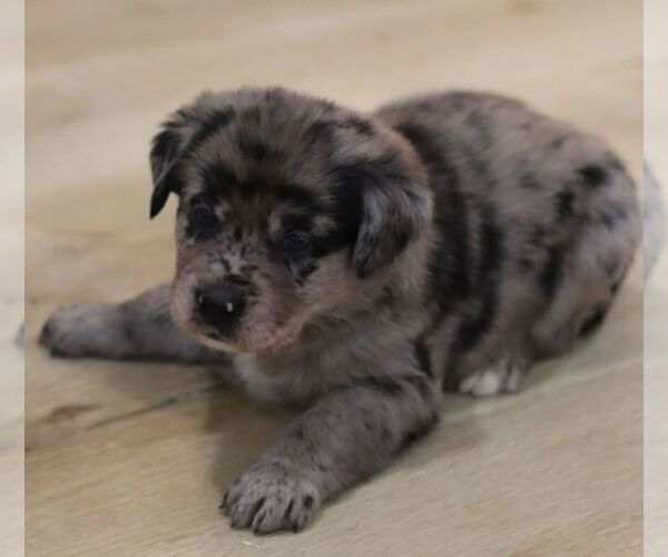 Medium Photo #3 Sheprador Puppy For Sale in ATMORE, AL, USA