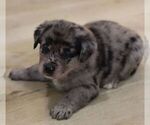 Small #2 Sheprador
