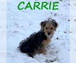 Image preview for Ad Listing. Nickname: Carrie