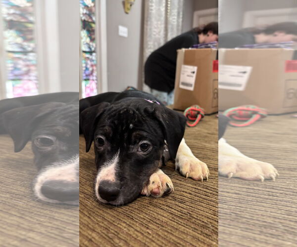 Medium Photo #12 Staffordshire Bull Terrier-Unknown Mix Puppy For Sale in Holly Springs, NC, USA