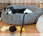 Small #4 Mutt