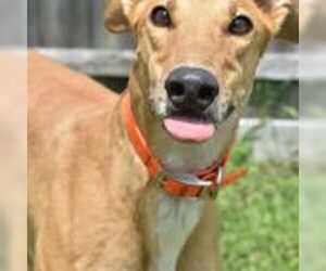 Greyhound Dogs for adoption in Grandville, MI, USA