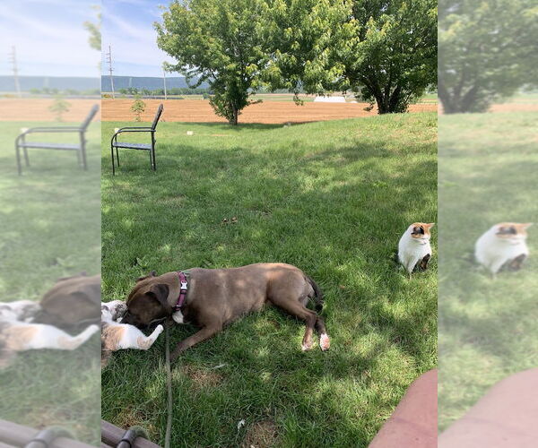 Medium Photo #17 Mountain Cur-Staffordshire Bull Terrier Mix Puppy For Sale in Shermans Dale, PA, USA
