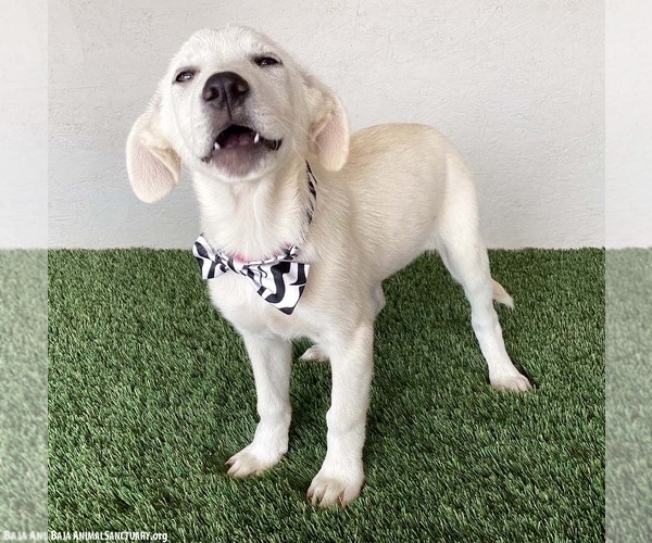 Medium Photo #3 Labrador Retriever-Unknown Mix Puppy For Sale in San Diego, CA, USA