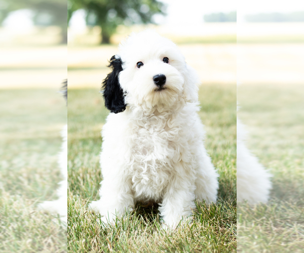 Medium Photo #9 Bernedoodle-Poodle (Miniature) Mix Puppy For Sale in SHIPSHEWANA, IN, USA