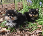 Puppy 1 Pomeranian