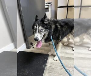 Siberian Husky Dogs for adoption in Redlands, CA, USA