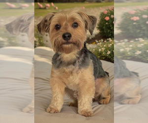 Father of the Shorkie Tzu puppies born on 05/29/2025