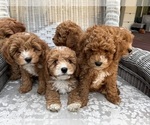 Small #7 Cavapoo